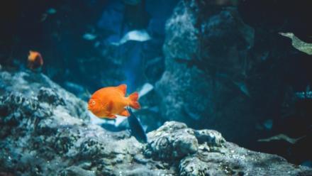 Orange ocean fish