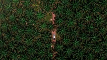 Food System Transitions, Nutritional Insecurity and Oil Palm: Changing Landscapes of Social Reproduction in Sumatra&#039;s Plantation Belt