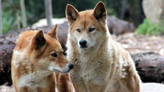 [CANCELLED] Exploring the use of a relational paradigm for understanding human-wildlife coexistence on the peri urban fringe
