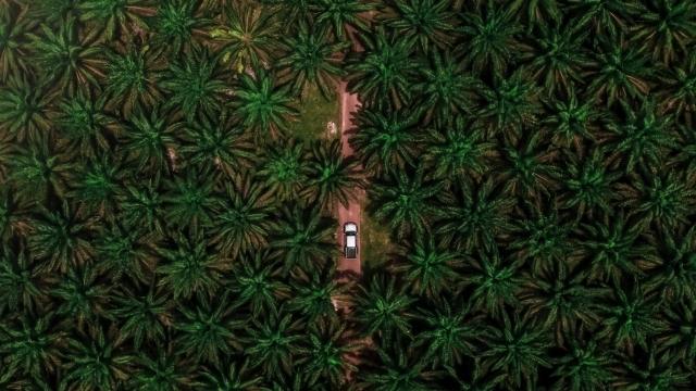 Food System Transitions, Nutritional Insecurity and Oil Palm: Changing Landscapes of Social Reproduction in Sumatra&#039;s Plantation Belt